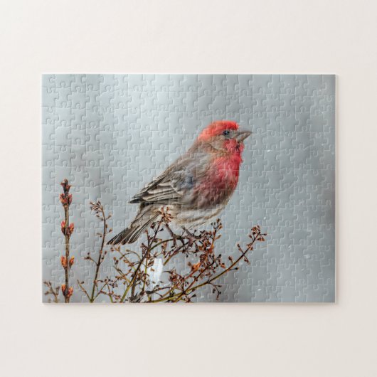 House Finch in Snow - Original Foto Puzzle (Horizontal)