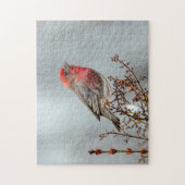 House Finch in Snow - Original Foto Puzzle (Vertikal)