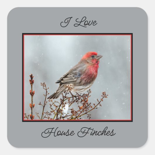 House Finch in Snow - Original Foto Quadratischer Aufkleber (Vorderseite)