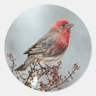 House Finch in Snow - Original Foto Runder Aufkleber