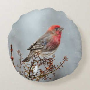 House Finch in Snow - Original Foto Rundes Kissen