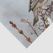 House Finch in Snow - Original Foto Seidenpapier (Ausschnitt)