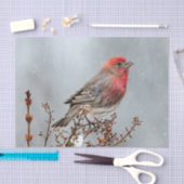 House Finch in Snow - Original Foto Seidenpapier (Handwerk)