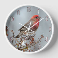 House Finch in Snow - Original Foto