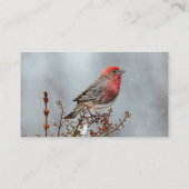 House Finch in Snow - Original Foto Visitenkarte (Rückseite)