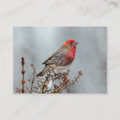 House Finch in Snow - Original Foto Visitenkarte (Rückseite)