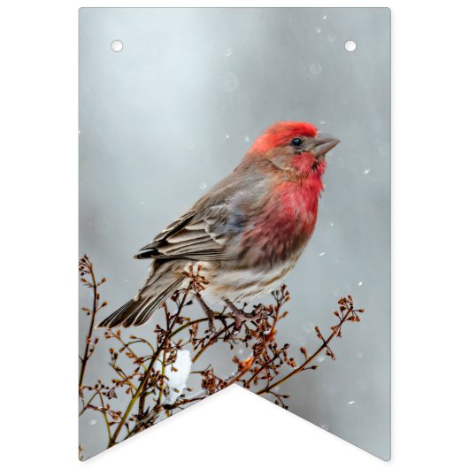 House Finch in Snow - Original Foto Wimpelkette (Erste Fahne)
