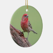 House Finch Keramikornament (Rechts)