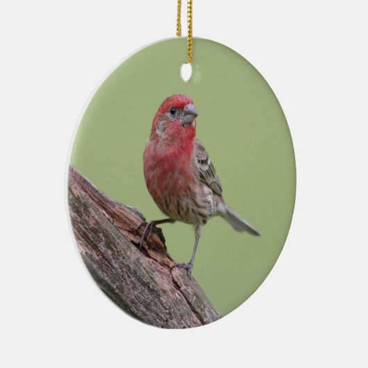 House Finch Keramikornament (Rechts)
