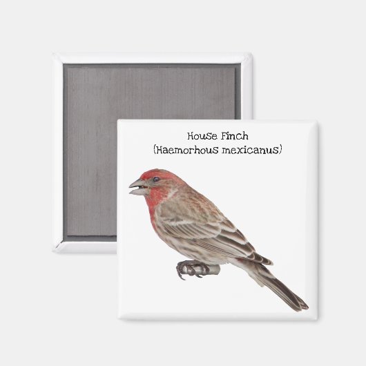 House Finch Magnet (Vorderseite/Rückseite)