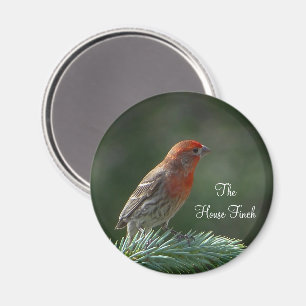 House Finch Magnet