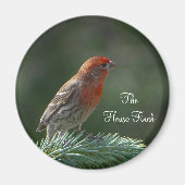 House Finch Magnet (Vorne)