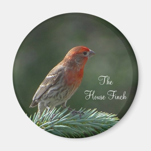 House Finch Magnet (Vorne)