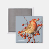 House Finch mit Hawthorn Berries Magnet (Vorderseite/Rückseite)