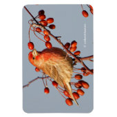 House Finch mit Hawthorn Berries Magnet (Vertikal)
