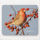 House Finch mit Hawthorn Berries Mousepad (Vorne)