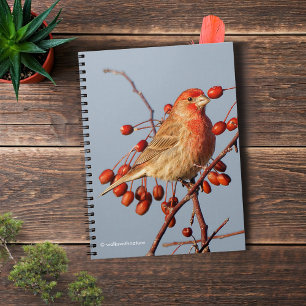 House Finch mit Hawthorn Berries Notizblock