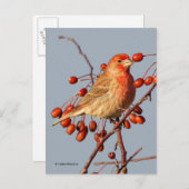 House Finch mit Hawthorn Berries Postkarte (Vorne/Hinten)