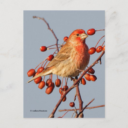 House Finch mit Hawthorn Berries Postkarte (Vorderseite)