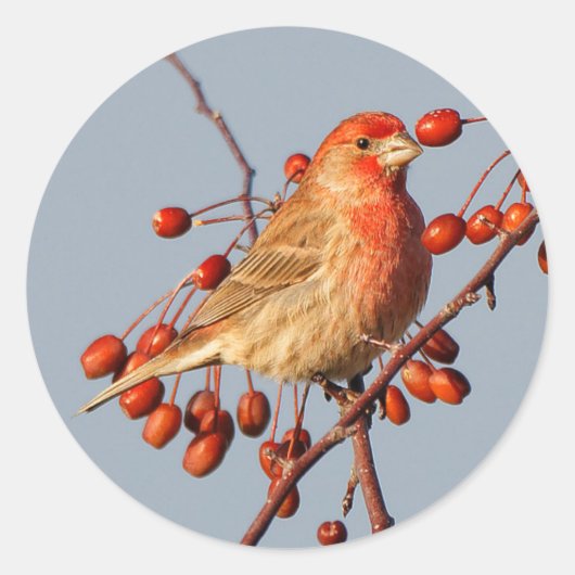 House Finch mit Hawthorn Berries Runder Aufkleber (Vorderseite)