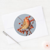 House Finch mit Hawthorn Berries Runder Aufkleber (Umschlag)