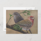 House Finch Pair Postkarte (Vorne/Hinten)