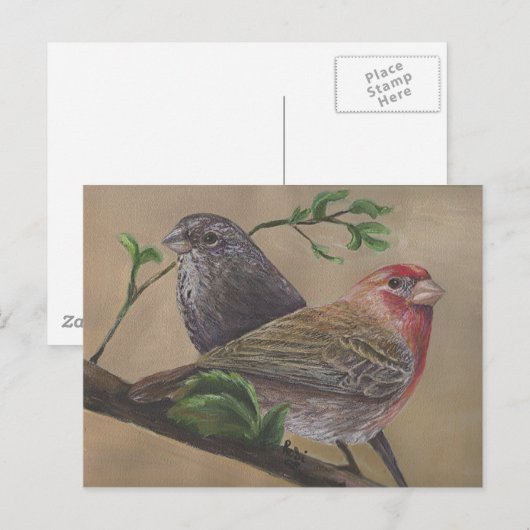 House Finch Pair Postkarte (Vorne/Hinten)