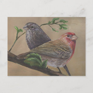 House Finch Pair Postkarte