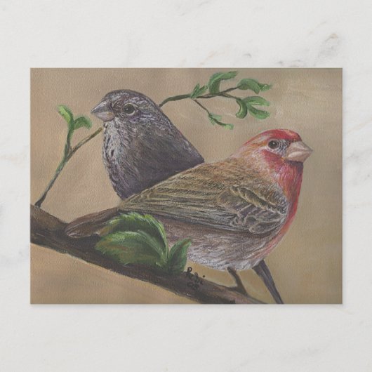 House Finch Pair Postkarte (Vorderseite)