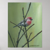 House Finch Poster (Vorne)