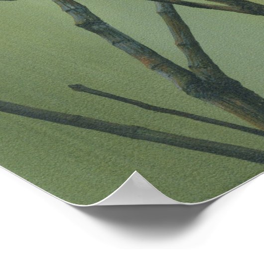 House Finch Poster (Ecke)