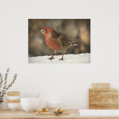 House Finch Poster (Küche)