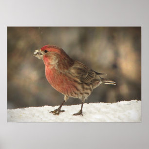 House Finch Poster