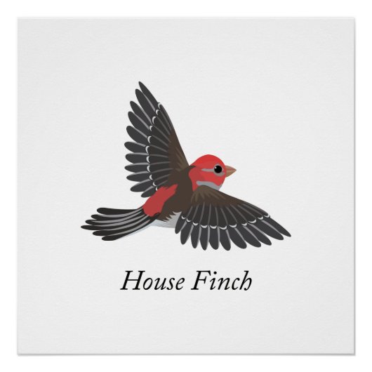 House Finch Poster (Vorderseite)