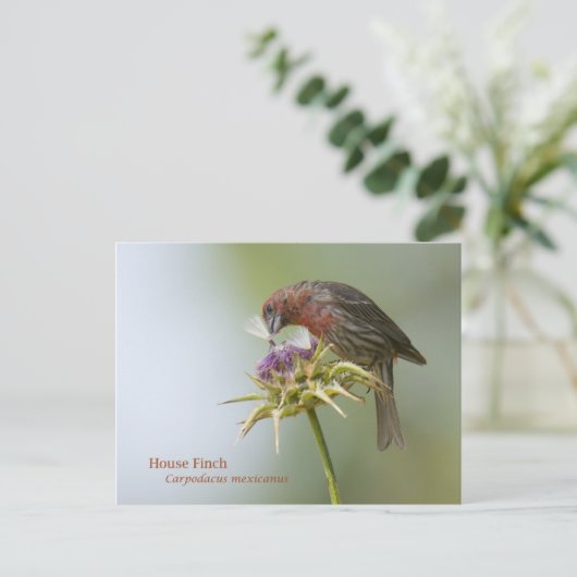 House Finch Postkarte (Stehend Vorderseite)