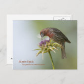 House Finch Postkarte (Vorne/Hinten)