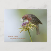 House Finch Postkarte (Vorderseite)