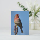 House Finch Postkarte (Stehend Vorderseite)