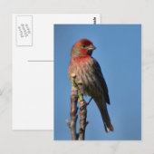 House Finch Postkarte (Vorne/Hinten)