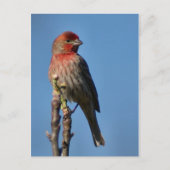 House Finch Postkarte (Vorderseite)
