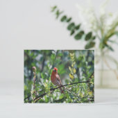 House Finch Postkarte (Stehend Vorderseite)