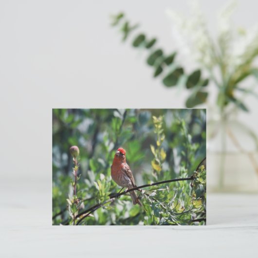 House Finch Postkarte (Stehend Vorderseite)