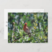 House Finch Postkarte (Vorne/Hinten)