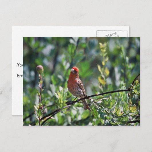 House Finch Postkarte (Vorne/Hinten)