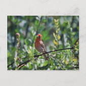 House Finch Postkarte (Vorderseite)