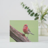 House Finch Postkarte (Stehend Vorderseite)