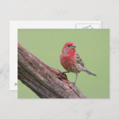 House Finch Postkarte (Vorne/Hinten)