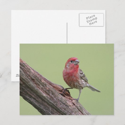 House Finch Postkarte (Vorne/Hinten)