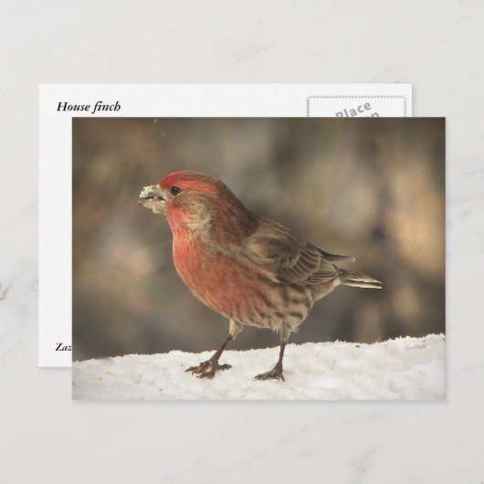 House Finch Postkarte (Vorne/Hinten)