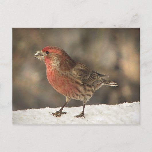 House Finch Postkarte (Vorderseite)